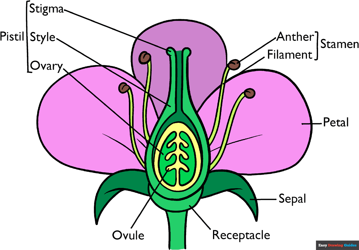 How to Draw the Parts of the Flower Featured Image