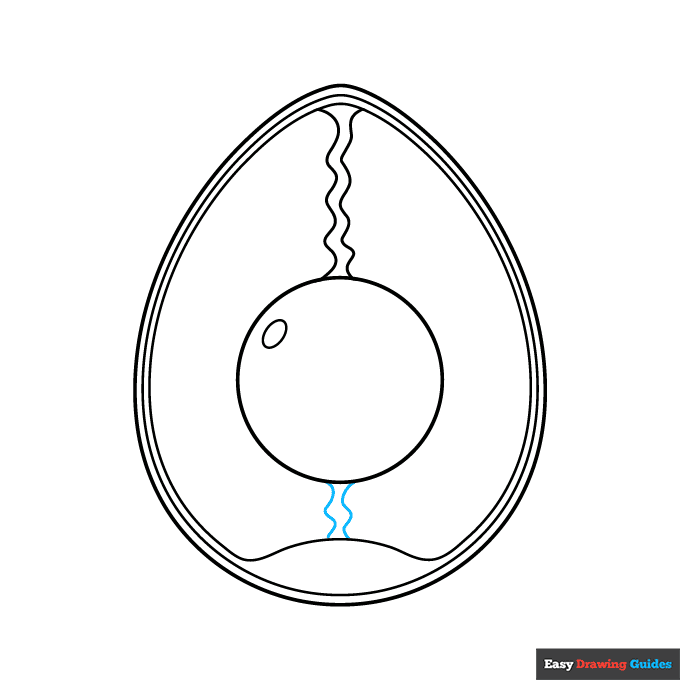 Anatomy of an Egg for Kids step-by-step drawing tutorial: step 7