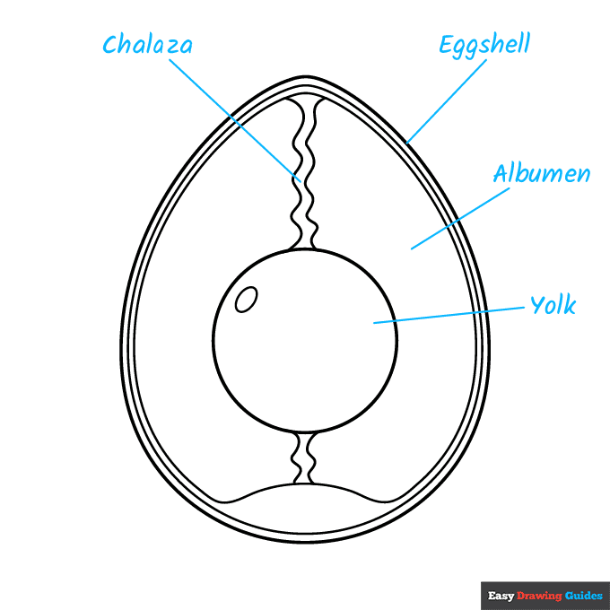 Anatomy of an Egg for Kids step-by-step drawing tutorial: step 8