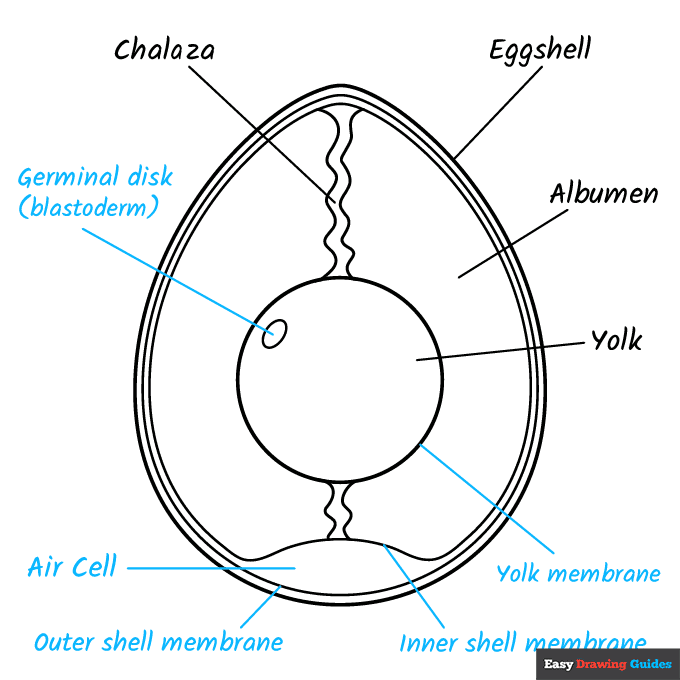 Anatomy of an Egg for Kids step-by-step drawing tutorial: step 9