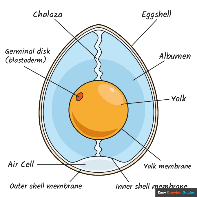 Anatomy of an Egg for Kids step-by-step drawing tutorial: step 11
