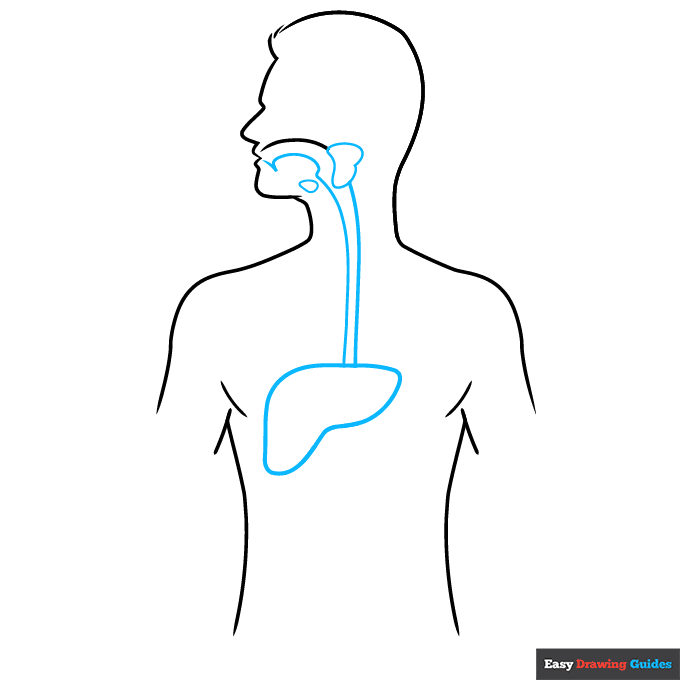 Digestive System for Kids step-by-step drawing tutorial: step 3