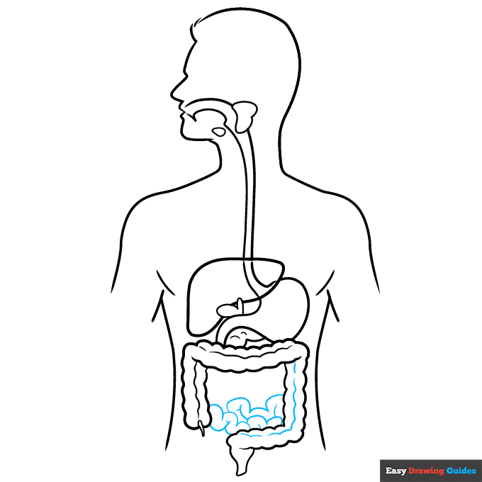 Digestive System for Kids step-by-step drawing tutorial: step 7