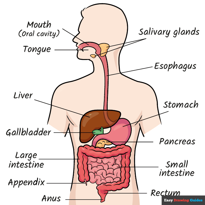Digestive System for Kids step-by-step drawing tutorial: step 11