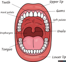 How to Draw a Mouth Anatomy Diagram for Kids