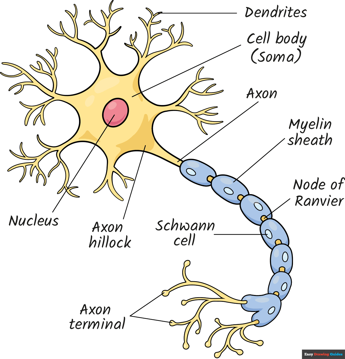 How to Draw a Neuron Diagram Featured Image