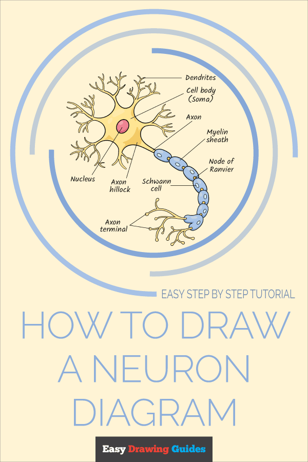 How to Draw a Neuron Diagram Pinterest Image