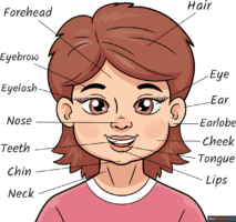 How to Draw Parts of the Head for Kids