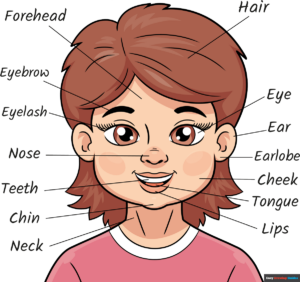 How to Draw Parts of the Head for Kids Featured Image