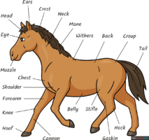 How to Draw Parts of the Horse for Kids
