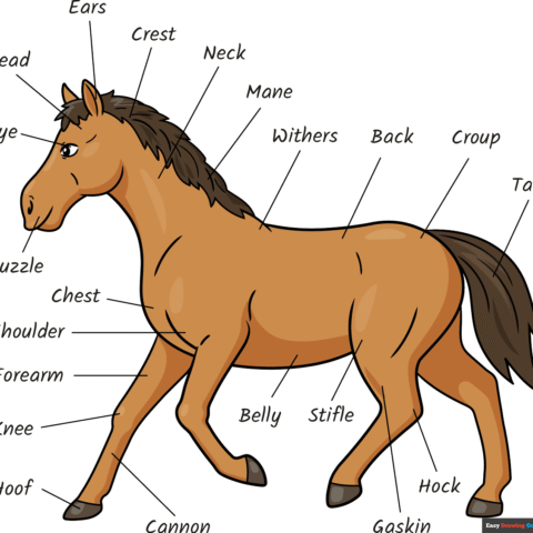 How to Draw Parts of the Horse For Kids Featured Image