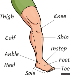 How to Draw Parts of the Leg and Foot for Kids Featured Image