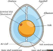 How to Draw the Anatomy of an Egg for Kids