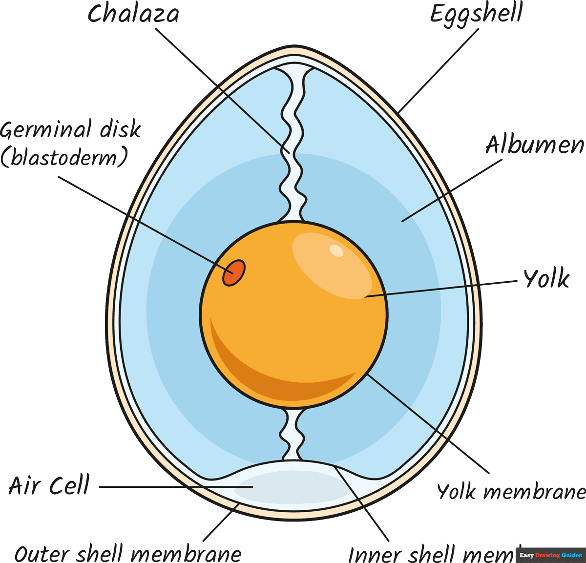 How to Draw the Anatomy of an Egg for Kids Featured Image