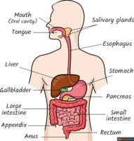 How to Draw the Digestive System for Kids