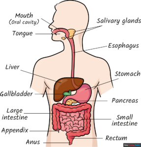 How to Draw the Digestive System for Kids Featured Image