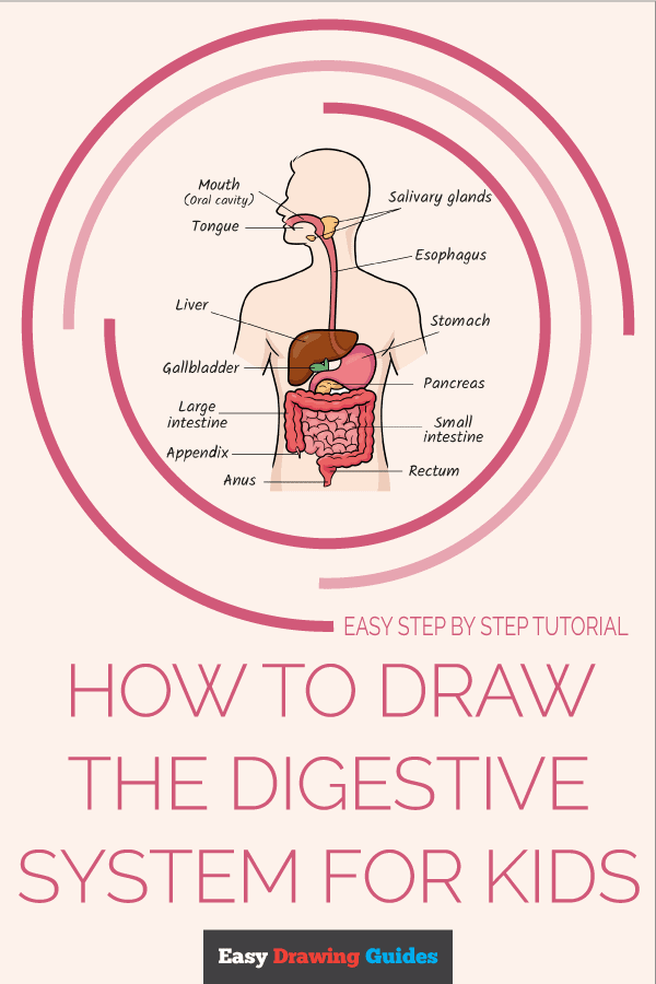 How to Draw the Digestive System for Kids Pinterest Image