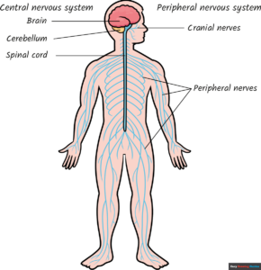 How to Draw the Nervous System for Kids Featured Image