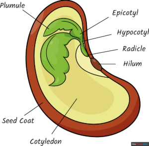 How to Draw the Parts of a Seed for Kids Featured Image