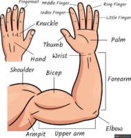 How to Draw Parts of the Arm and Hand for Kids