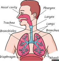 How to Draw the Respiratory System Diagram for Kids
