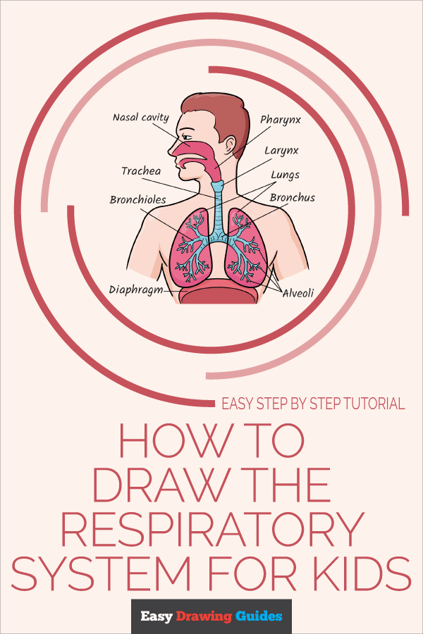 Lungs Diagram For Kids Project