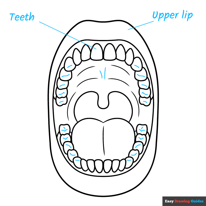 Mouth Anatomy Diagram for Kids for Kids step-by-step drawing tutorial: step 8