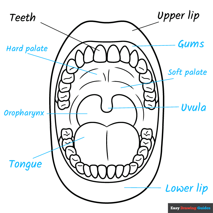 Mouth Anatomy Diagram for Kids for Kids step-by-step drawing tutorial: step 9