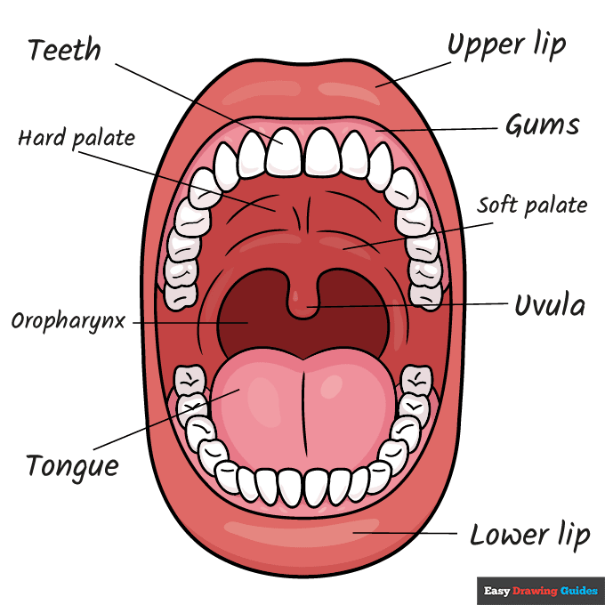 Mouth Anatomy Diagram for Kids for Kids step-by-step drawing tutorial: step 11