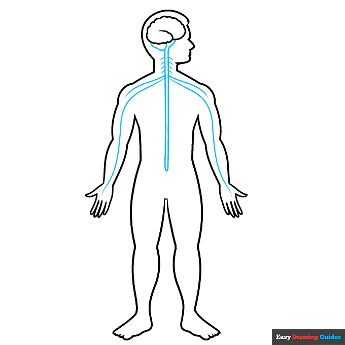Nervous System for Kids step-by-step drawing tutorial: step 5