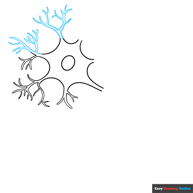 Neuron Diagram step-by-step drawing tutorial: step 3