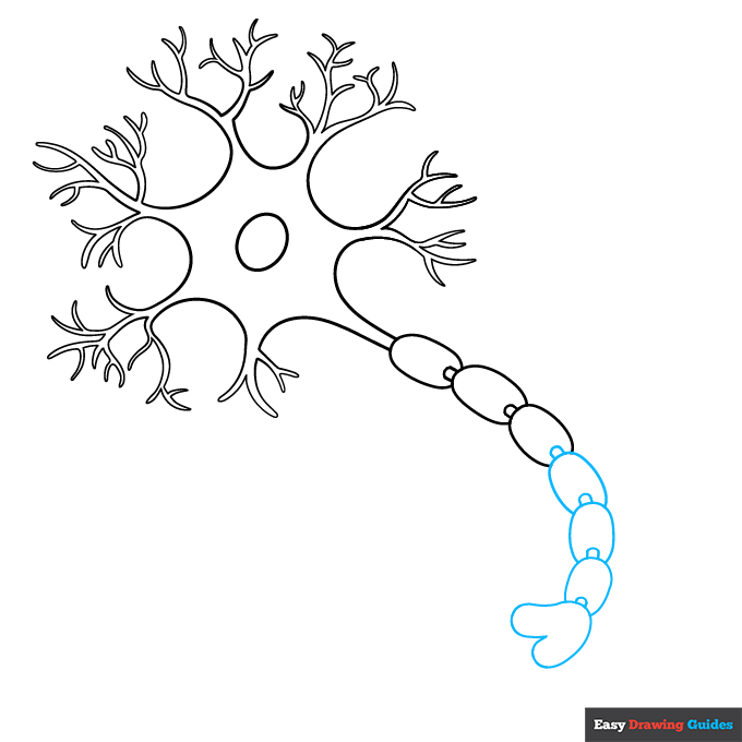 Neuron Diagram step-by-step drawing tutorial: step 6