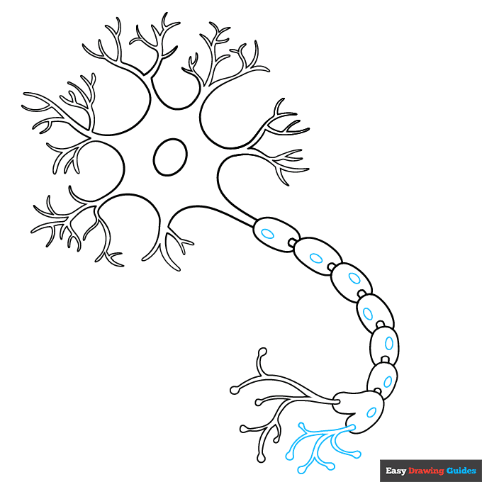 Neuron Diagram step-by-step drawing tutorial: step 8