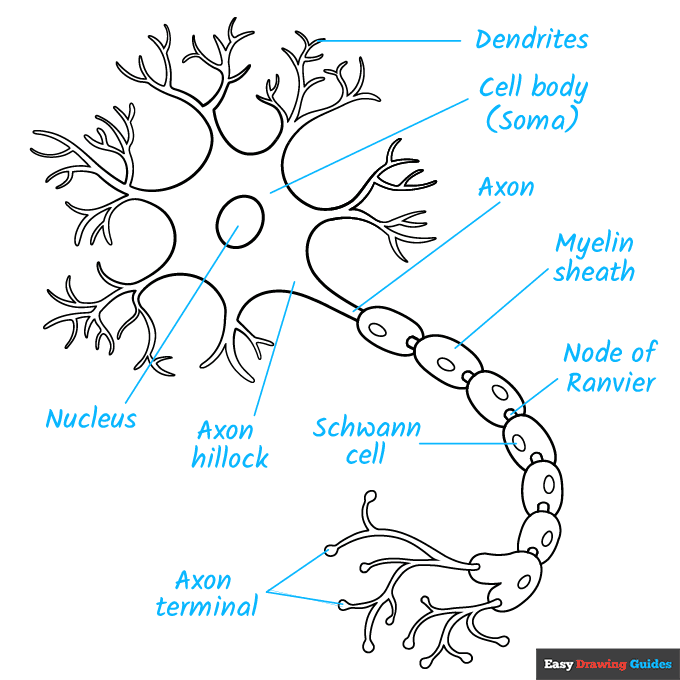Neuron Diagram step-by-step drawing tutorial: step 9