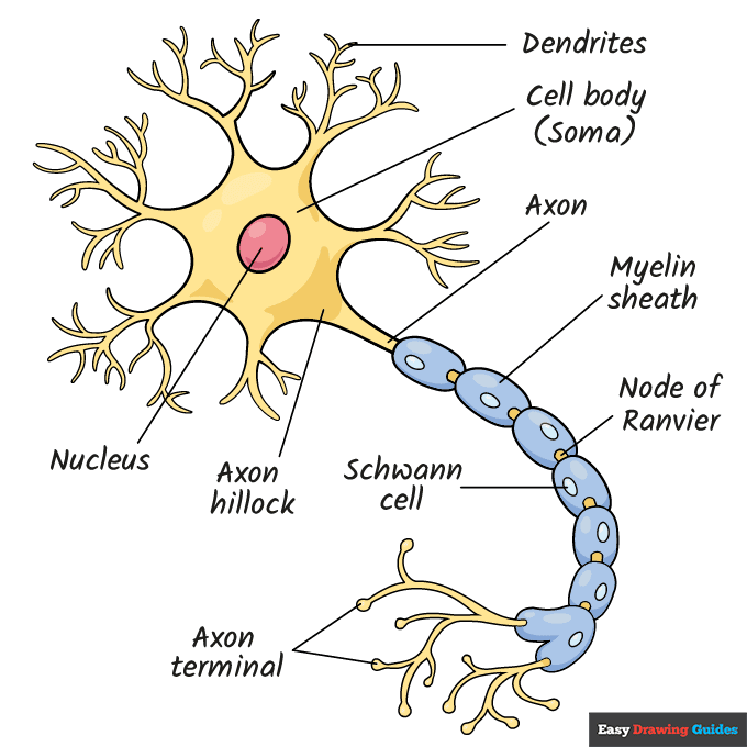 Neuron Diagram step-by-step drawing tutorial: step 11