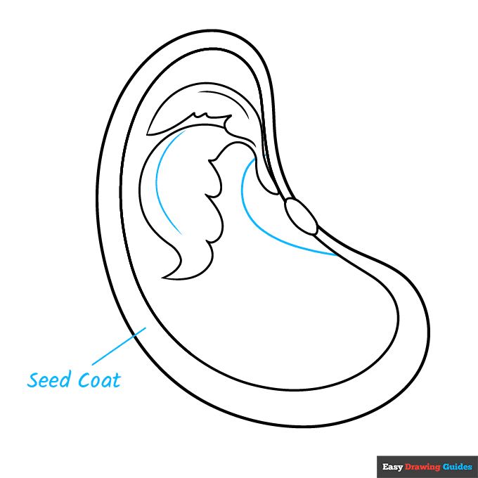 Parts of a Seed for Kids step-by-step drawing tutorial: step 8