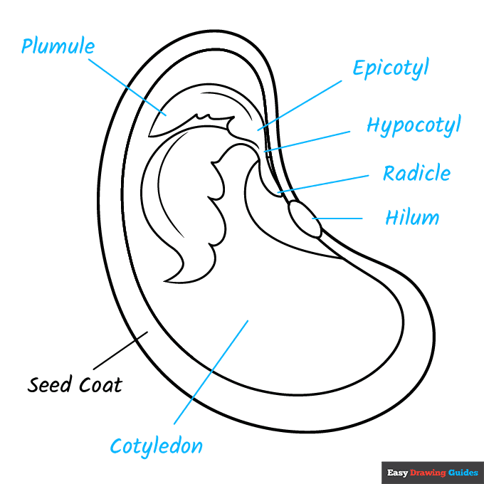 Parts of a Seed for Kids step-by-step drawing tutorial: step 9