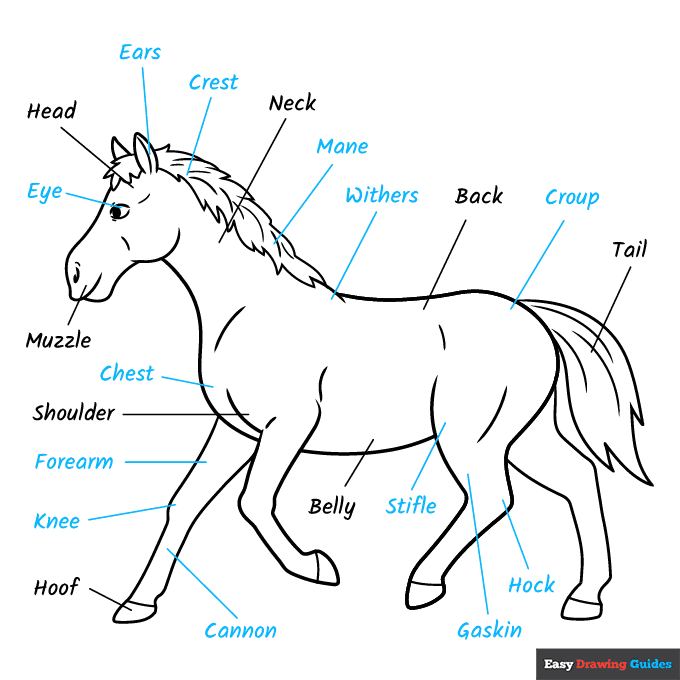 Parts of the Horse for Kids step-by-step drawing tutorial: step 9
