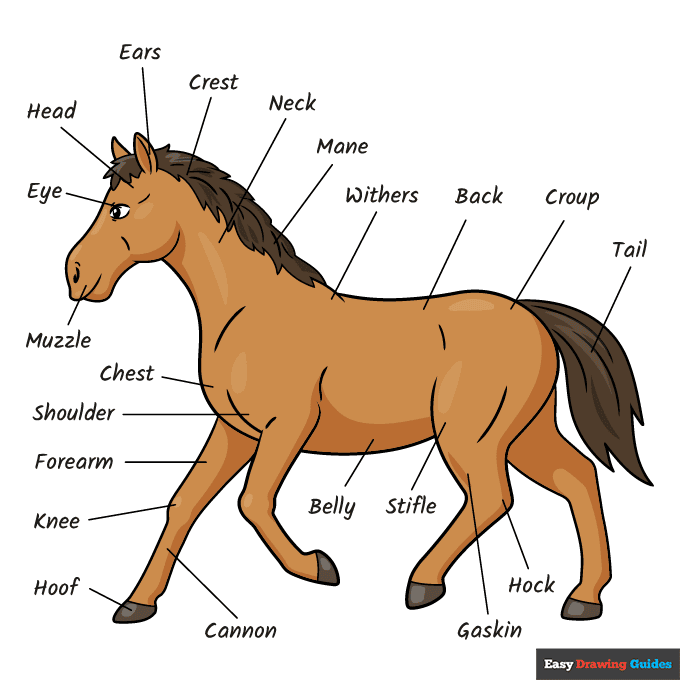 Parts of the Horse for Kids step-by-step drawing tutorial: step 11