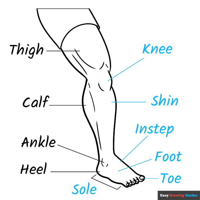 Parts of the Leg and Foot for Kids step-by-step drawing tutorial: step 9