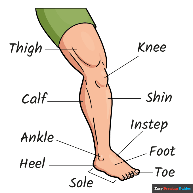 Parts of the Leg and Foot for Kids step-by-step drawing tutorial: step 11