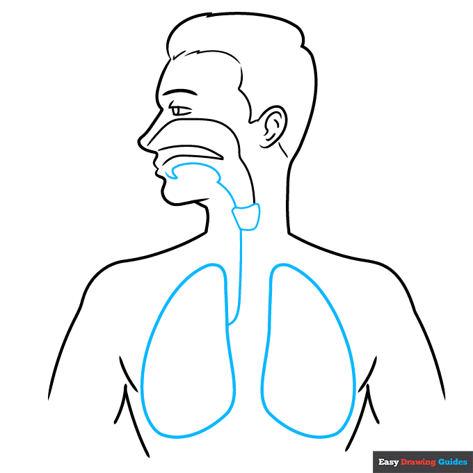 Respiratory System Diagram for Kids step-by-step drawing tutorial: step 4