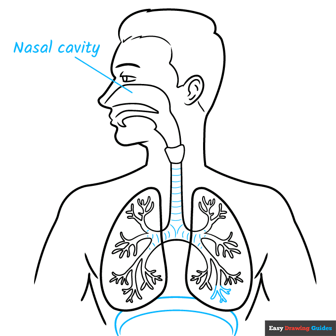 Respiratory System Diagram for Kids step-by-step drawing tutorial: step 8