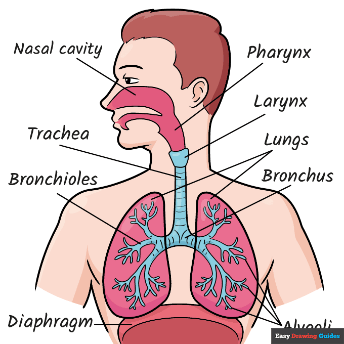 Respiratory System Diagram for Kids step-by-step drawing tutorial: step 11