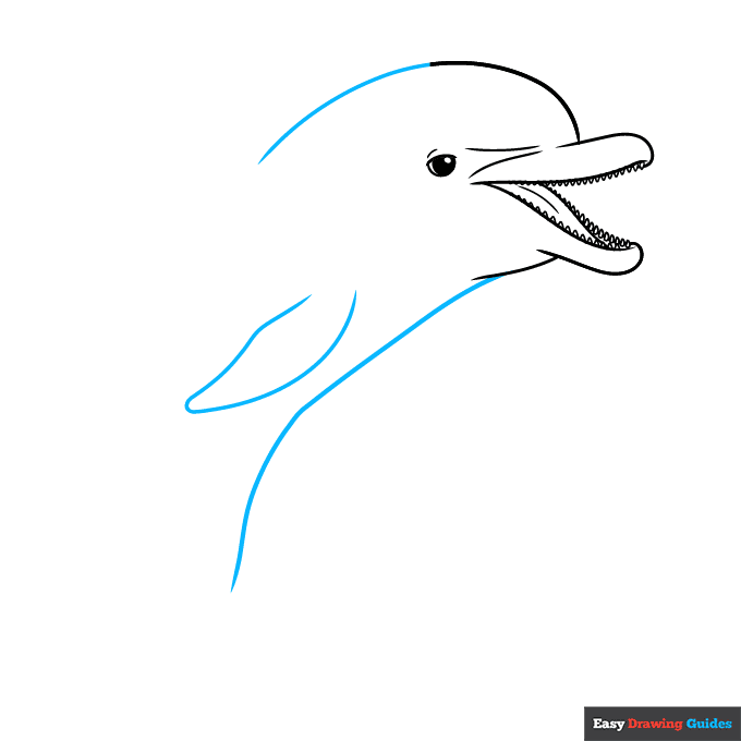 Easy Realistic Dolphin step-by-step drawing tutorial: step 6