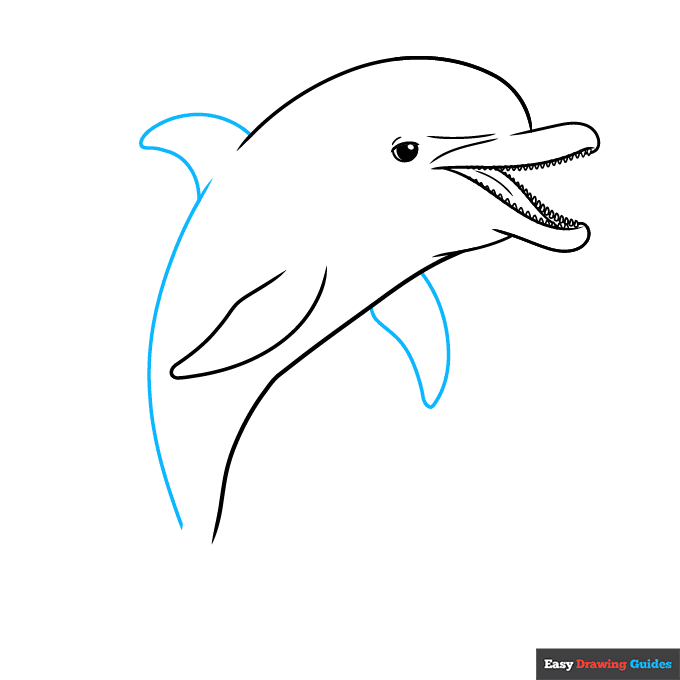 Easy Realistic Dolphin step-by-step drawing tutorial: step 7