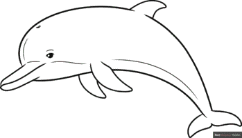 How to Draw a Dolphin Outline Drawing