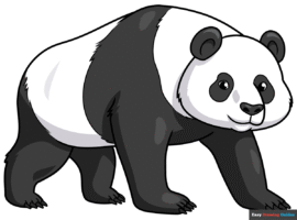 How to Draw an Easy Realistic Panda