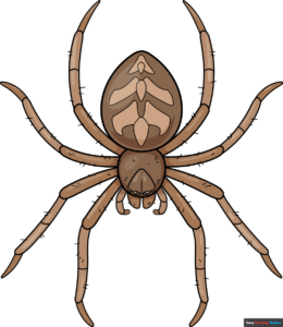 How to Draw an Easy Realistic Spider Featured Image