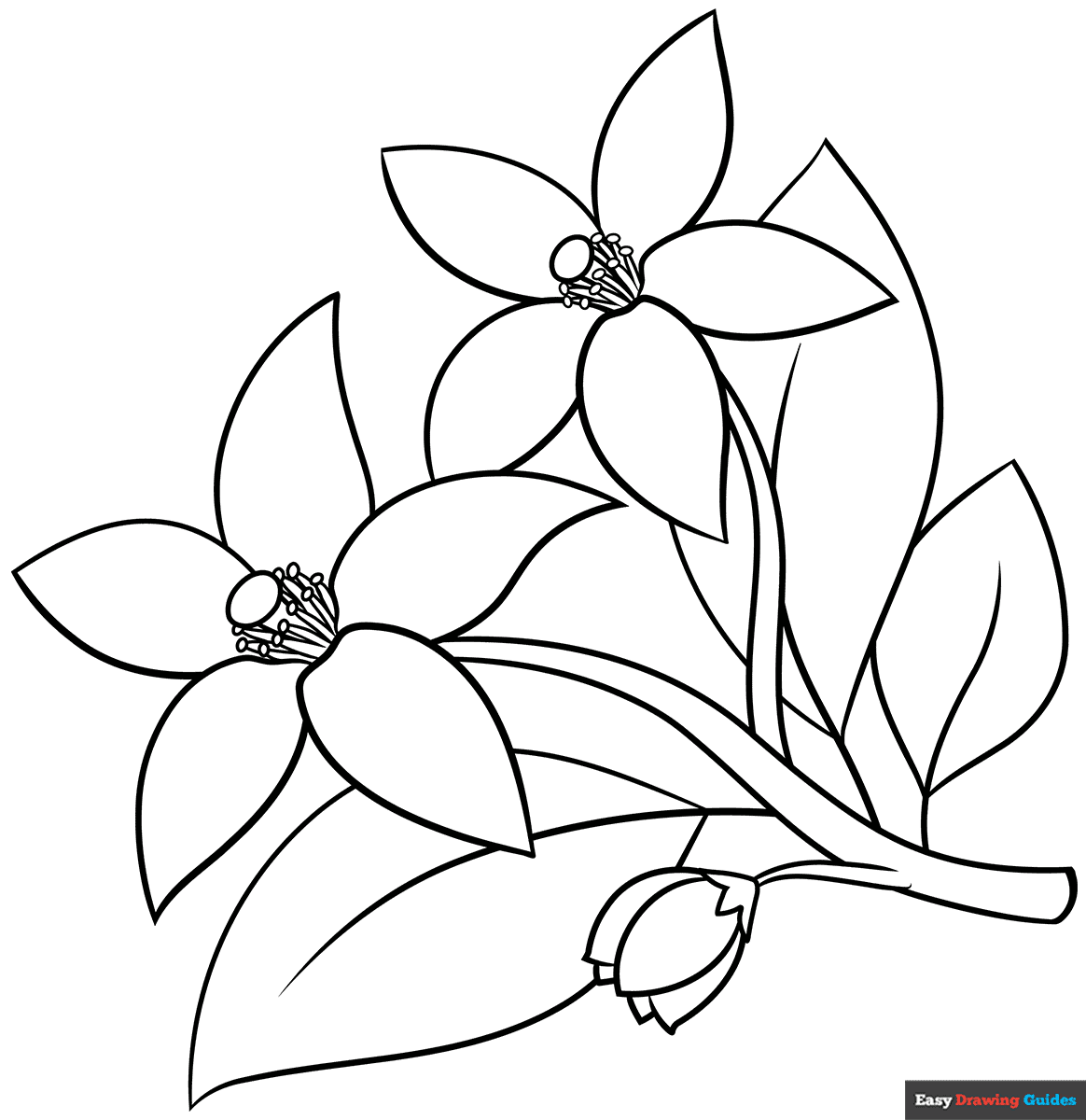 How to Draw an Orange Blossom Coloring Image